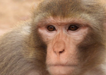 Cientistas criam macacos com autismo para testar novos medicamentos